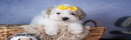 Bichpoo dogs for sale: Snowflake - Ad 3