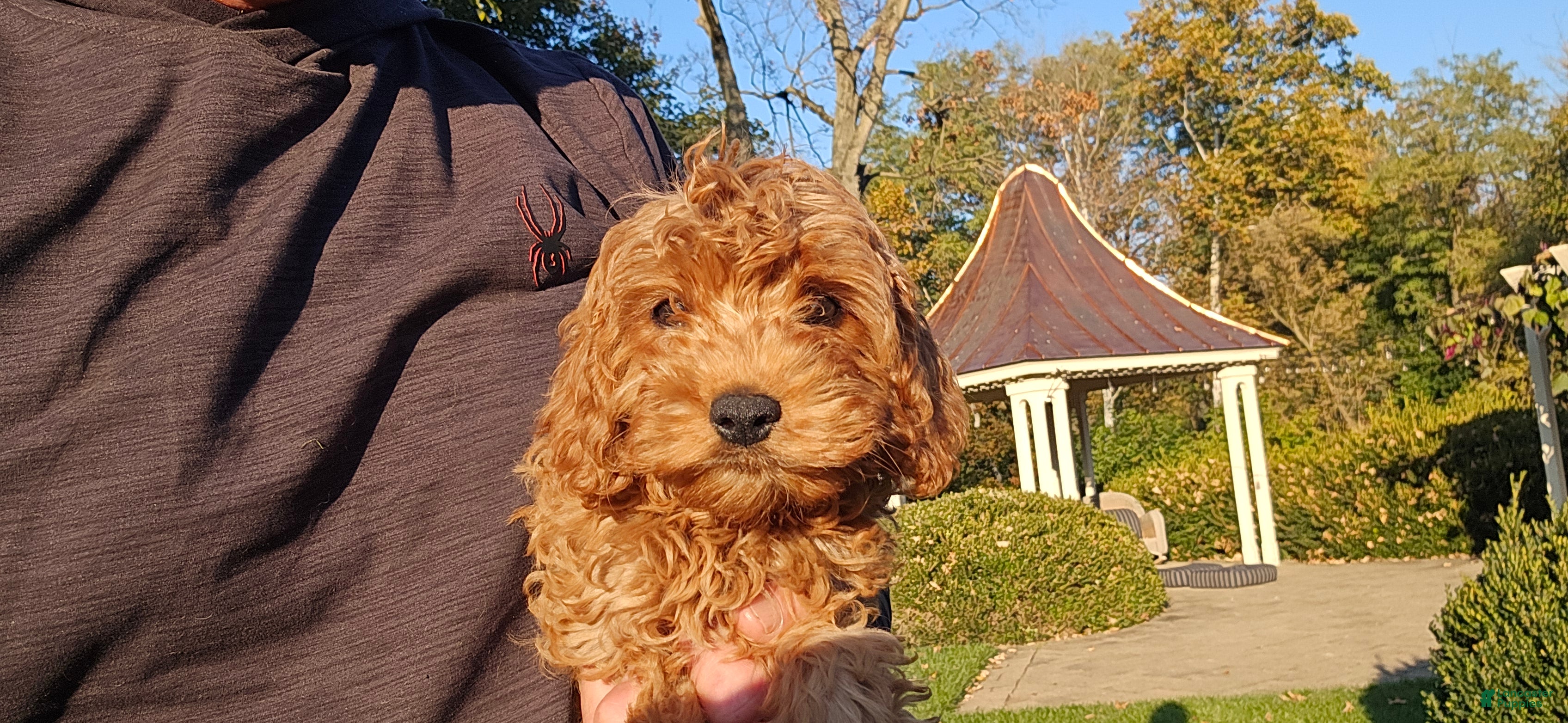 Cavapoo dogs for sale: Bryce - Ad 2