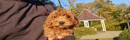 Cavapoo dogs for sale: Bryce - Ad 2