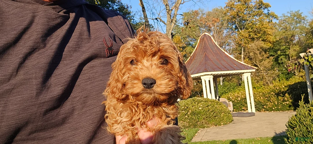 Cavapoo dogs for sale: Bryce - Ad 2