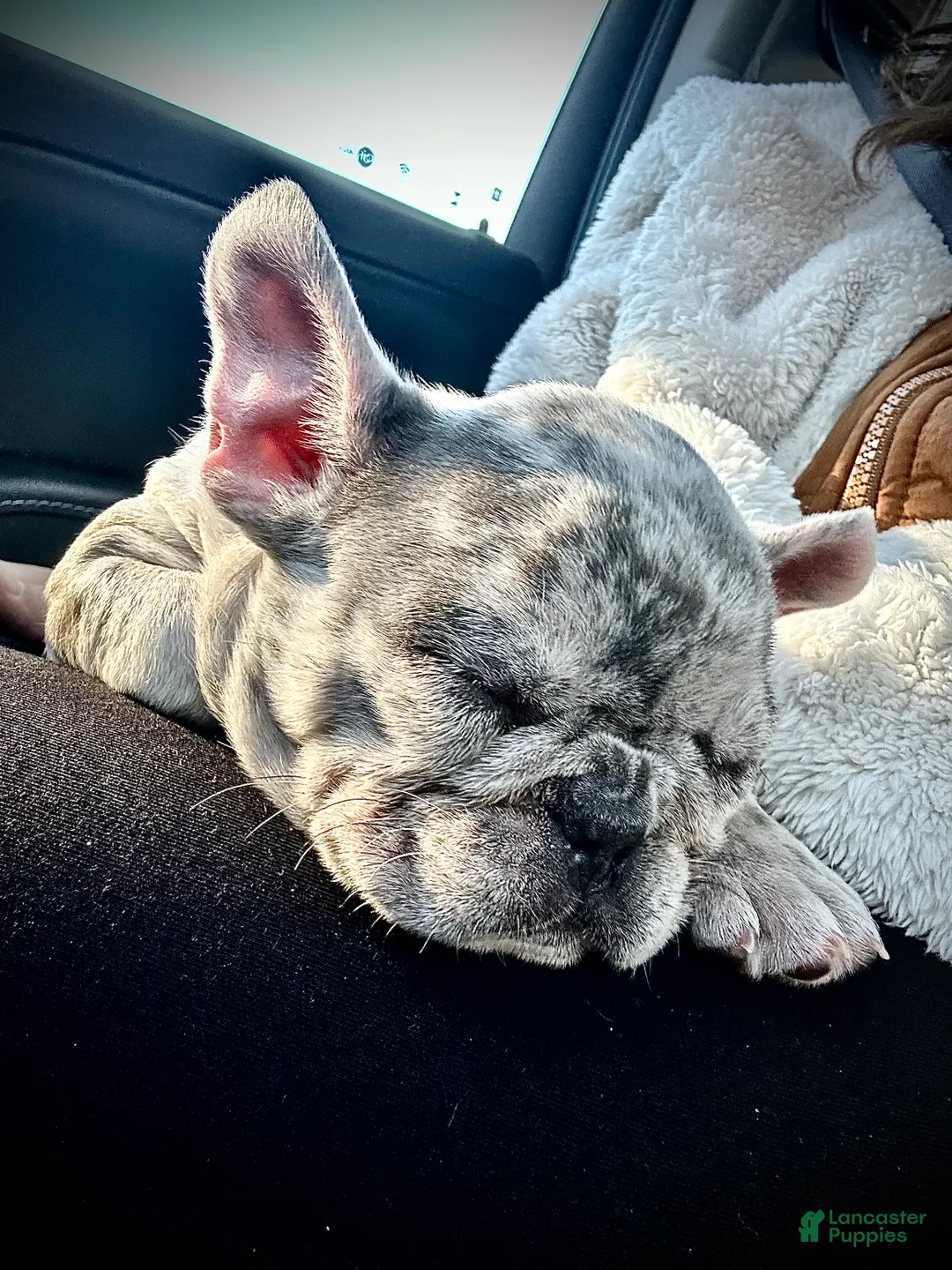French Bulldog dogs for sale: French Bulldog - Ad 1