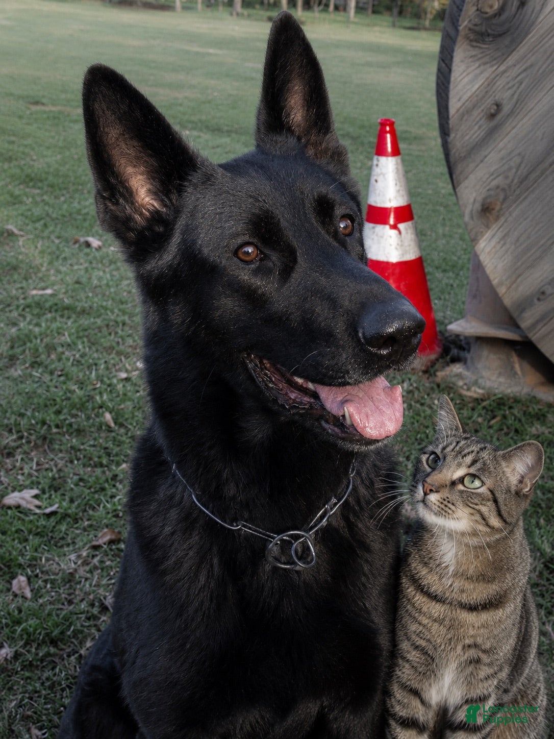 German Shepherd dogs German Shepherd 1 - Ad 2
