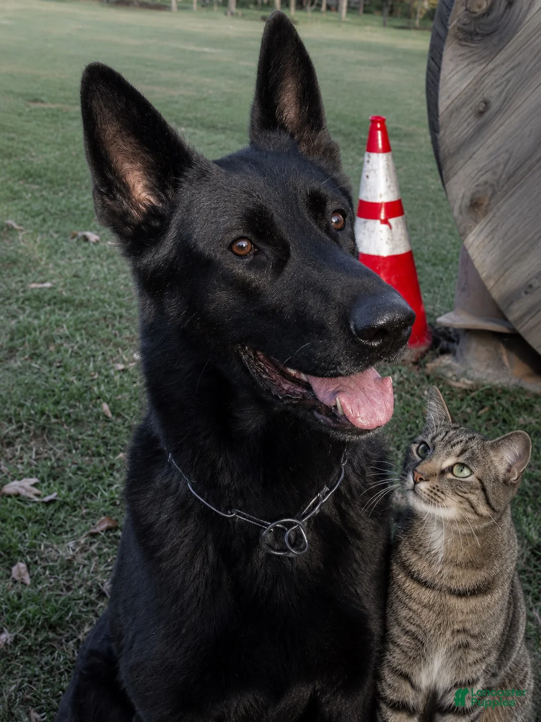 German Shepherd dogs for sale: German Shepherd 5 - Ad 2