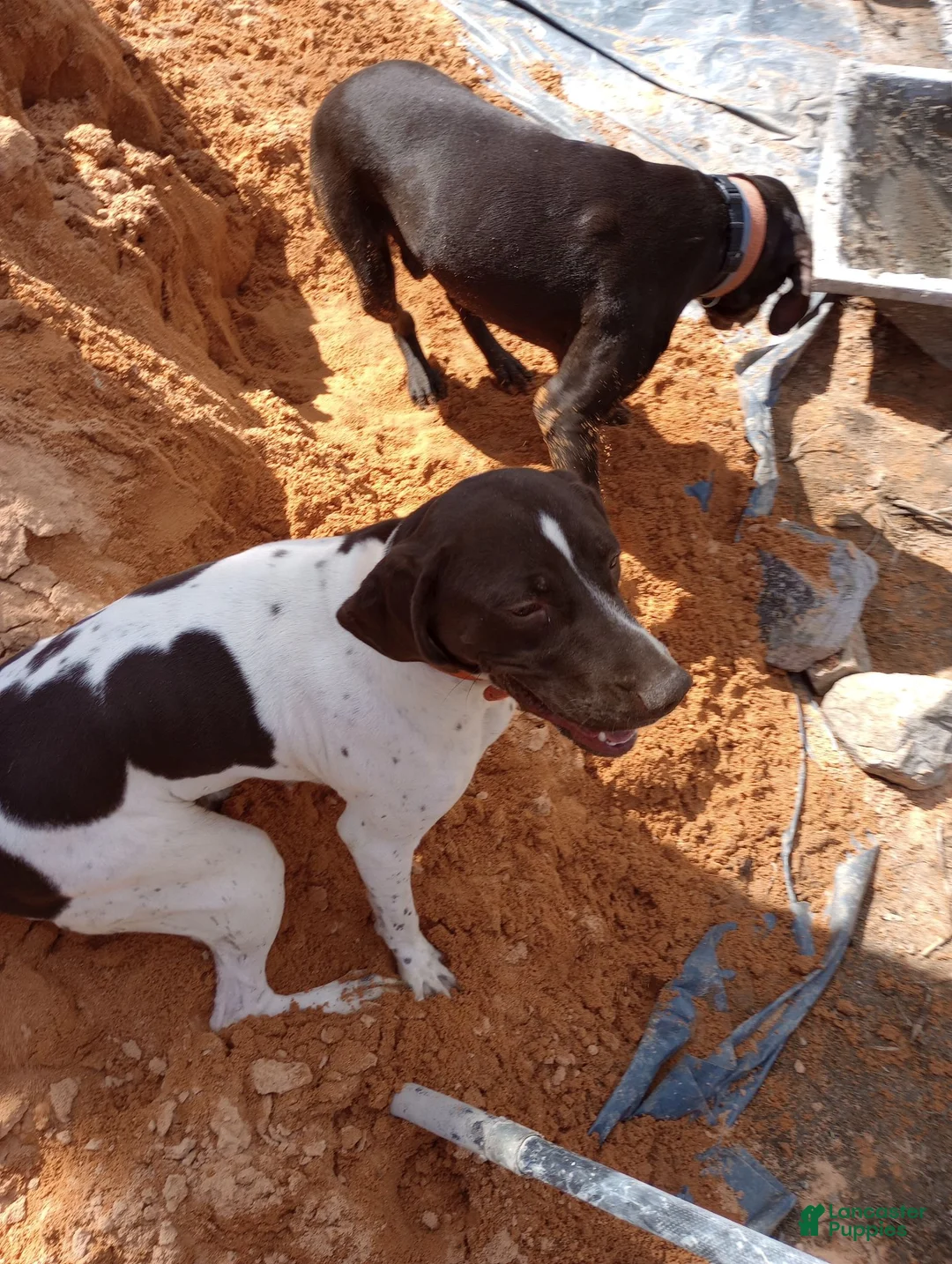 German Shorthaired Pointer dogs for sale: German Shorthaired Pointer 7 - Ad 2