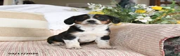 Mixed Breed dogs for sale: Chip - Ad 3