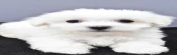 Maltese dogs for sale: Benny - Ad 6