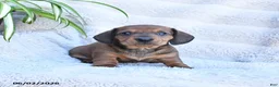Miniature Dachshund dogs for sale: Rusty - Ad 3