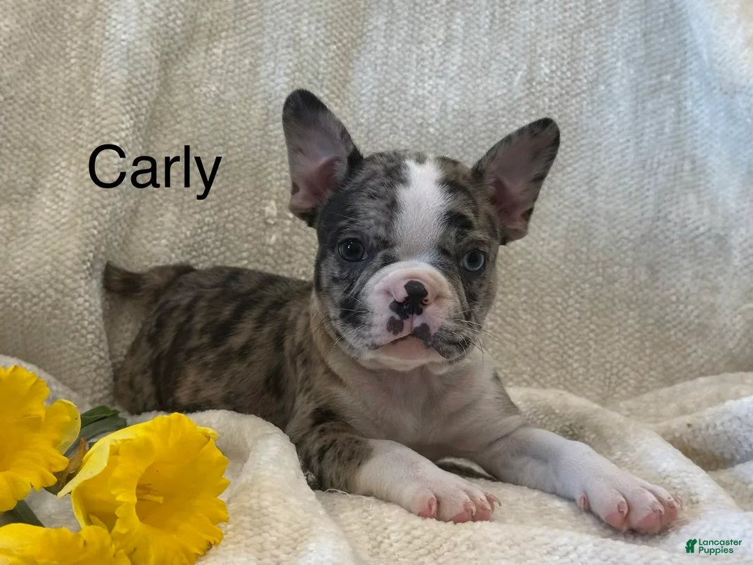 Frenchton dogs for sale: Carly - Ad 1