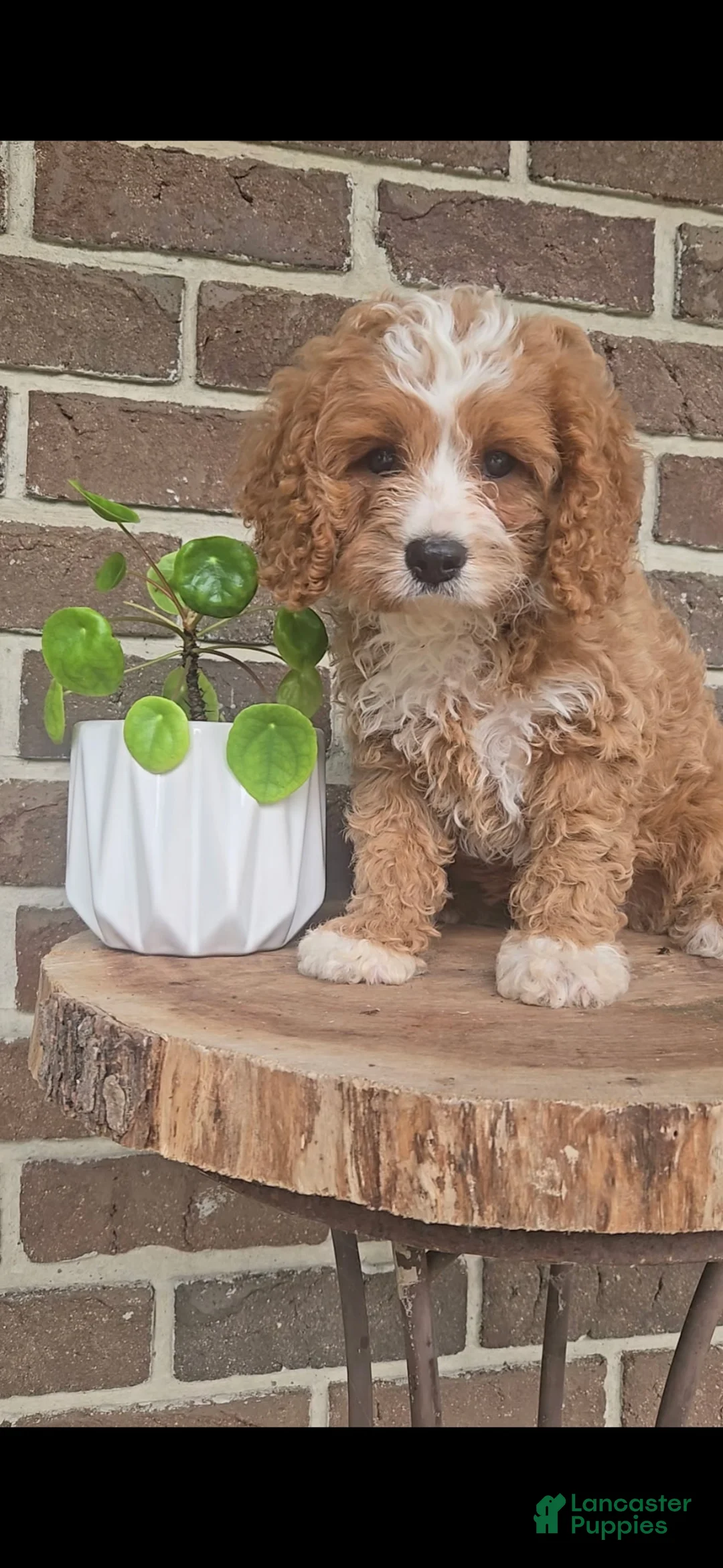 Cavapoo dogs for sale: Tango  - Ad 2