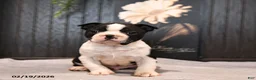 Boston Terrier dogs for sale: Pogo - Ad 3