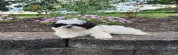 Shih Tzu dogs for sale: Teddy - Ad 3
