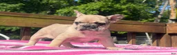 French Bulldog dogs for sale: Puppy 1 - Ad 1