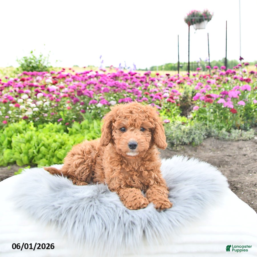 Mini Goldendoodle dogs Mr Centery - Ad 1