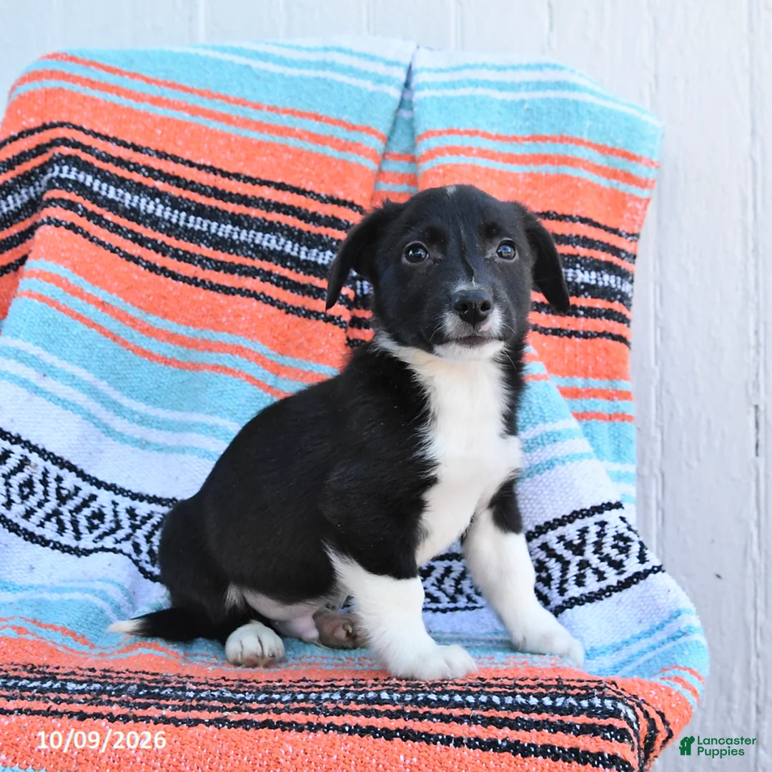 Mixed Breed dogs for sale: Dodger - Ad 2