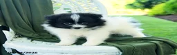 Pomeranian dogs for sale: Alex - Ad 4