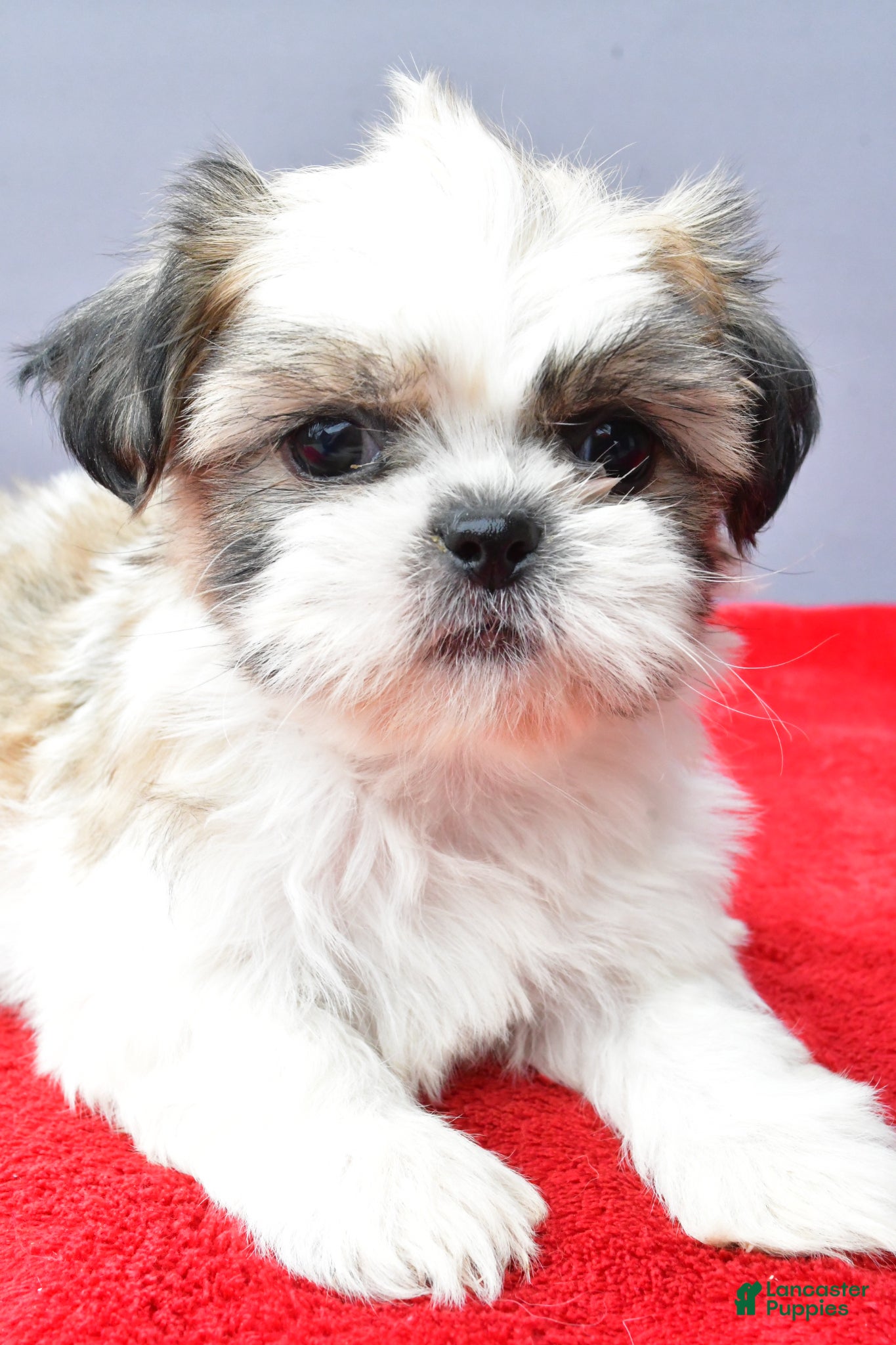 Shih Tzu dogs Susie - Ad 1