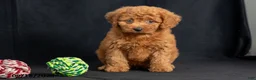 Mini Goldendoodle dogs for sale: Denise - Ad 6