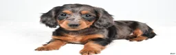 Dachshund dogs for sale: Cassandra - Ad 7