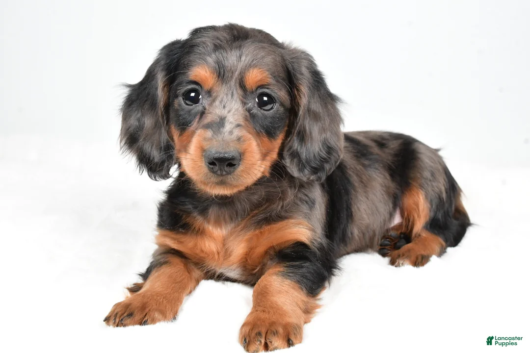 Dachshund dogs for sale: Cassandra - Ad 7