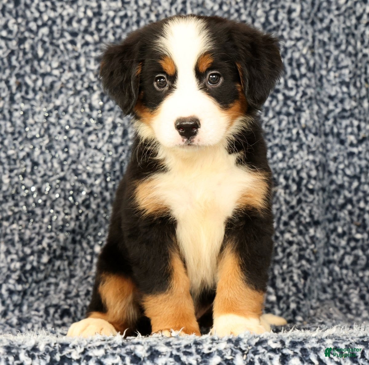 Bernese Mountain Dog dogs Cassie - Ad 2