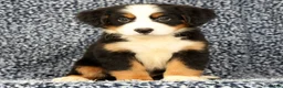 Bernese Mountain Dog dogs for sale: Cassie - Ad 2