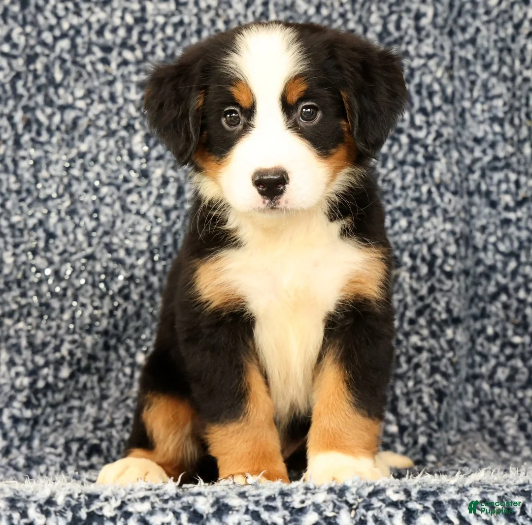Bernese Mountain Dog dogs for sale: Cassie - Ad 2