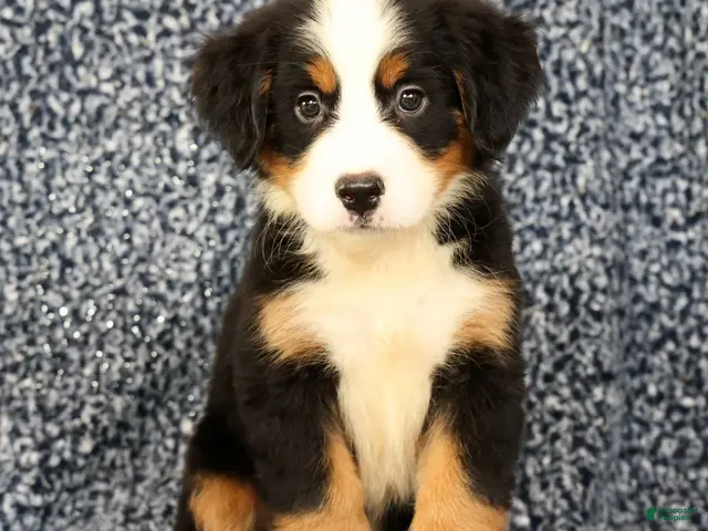 Bernese Mountain Dog dogs Cassie - Ad 2