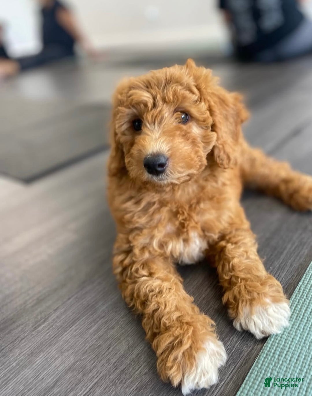 Mini Goldendoodle dogs for sale: Mini Goldendoodle Puppy 3 - Ad 1