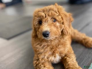 Mini Goldendoodle dogs Mini Goldendoodle Puppy 3 - Ad 19