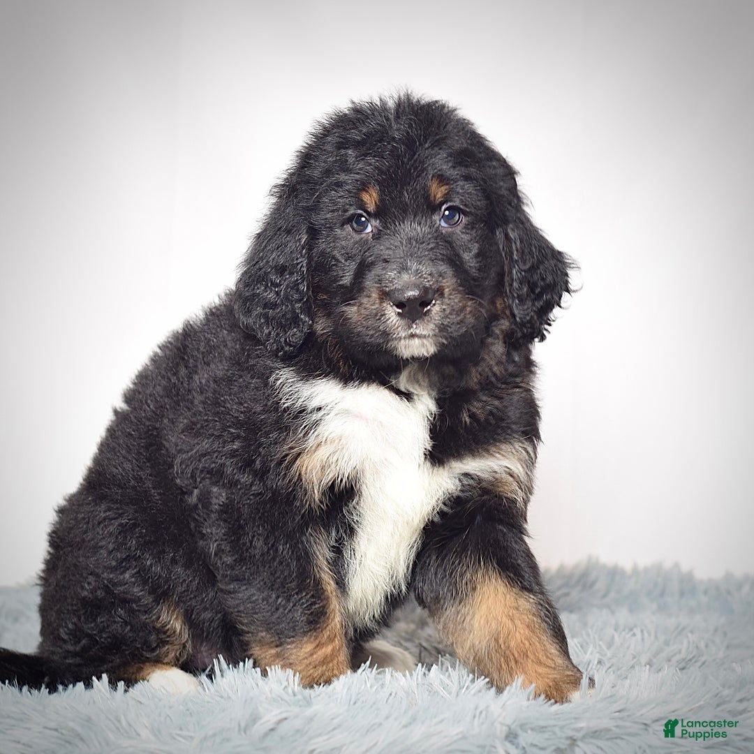 Bernedoodle dogs for sale:  Mr. Timmy - Ad 2