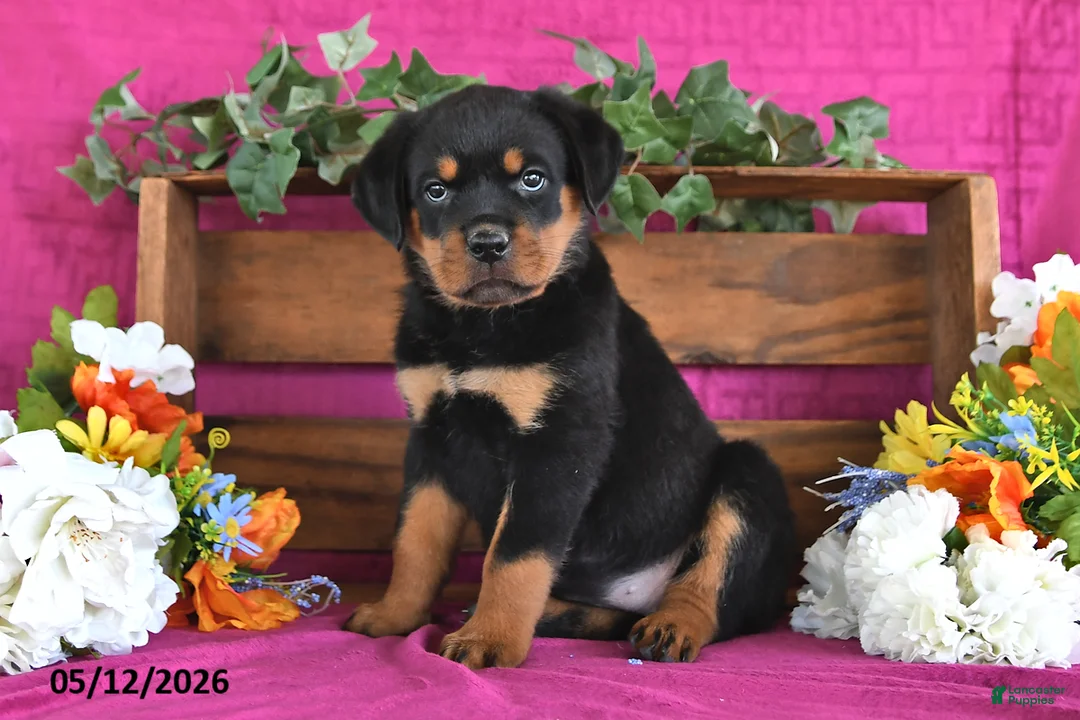 Rottweiler dogs for sale: Nova - Ad 1