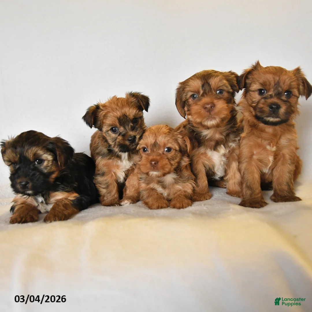 Yorkshire Terrier dogs for sale: Willow - Ad 5