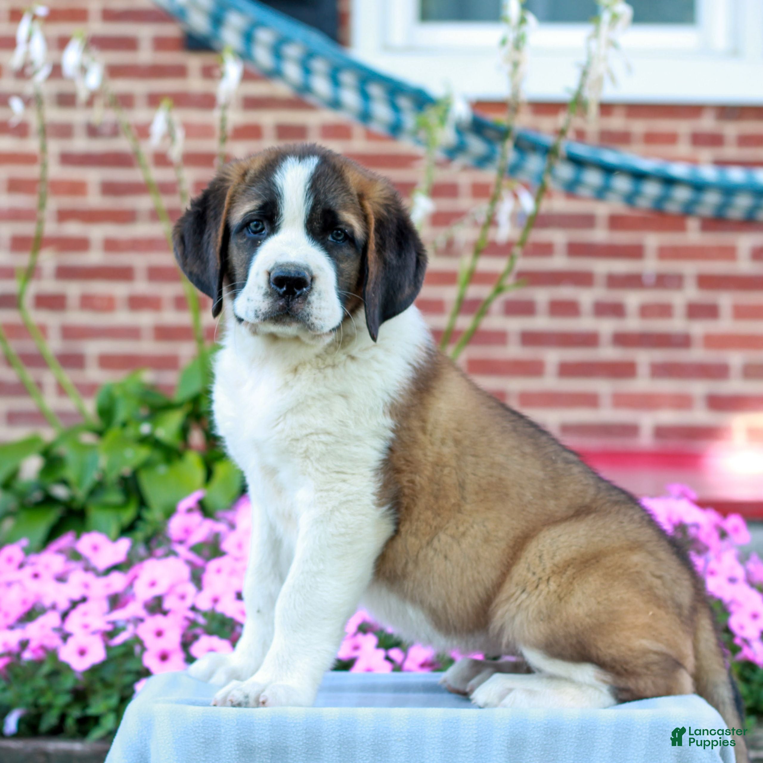 Saint Bernard dogs Elka  - Ad 2