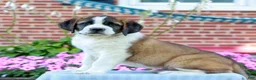 Saint Bernard dogs for sale: Elka  - Ad 2