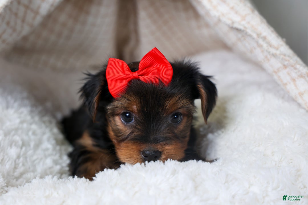 Yorkshire Terrier dogs for sale: CODY - Ad 9