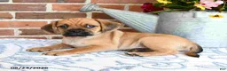Puggle dogs for sale: Simpkins - Ad 4