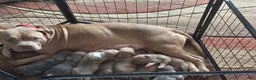 American Bully dogs for sale: American Bully 1 - Ad 4