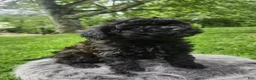 Cavapoo dogs for sale: Raven  - Ad 5