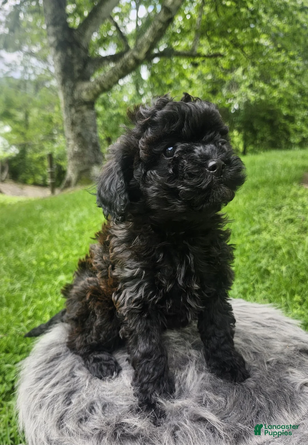 Cavapoo dogs for sale: Raven  - Ad 5