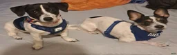 Jack Russell Terrier dogs for sale: Jack Russell Terrier 1 - Ad 11
