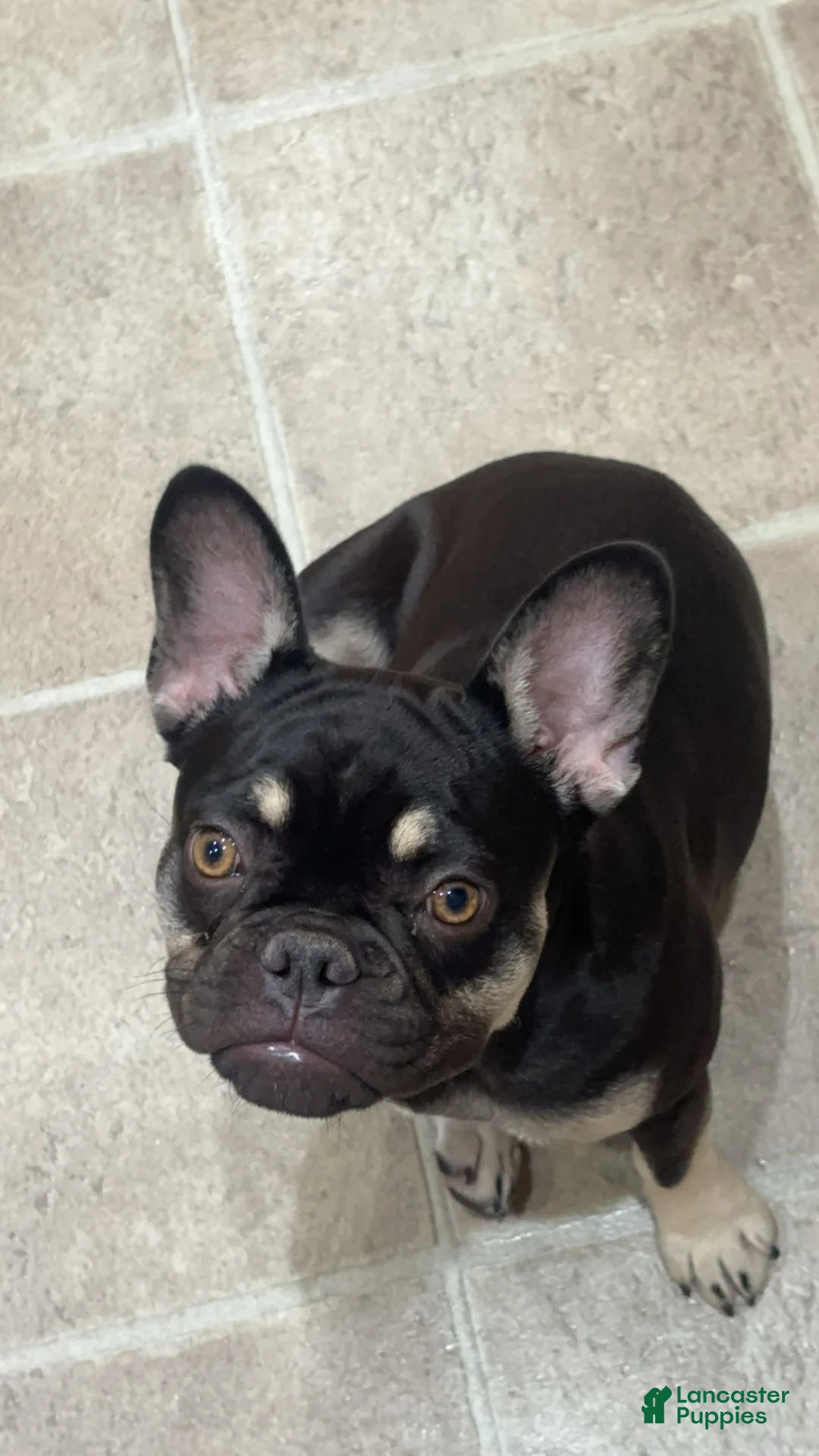 French Bulldog dogs for sale: French Bulldog Puppy 2 - Ad 2