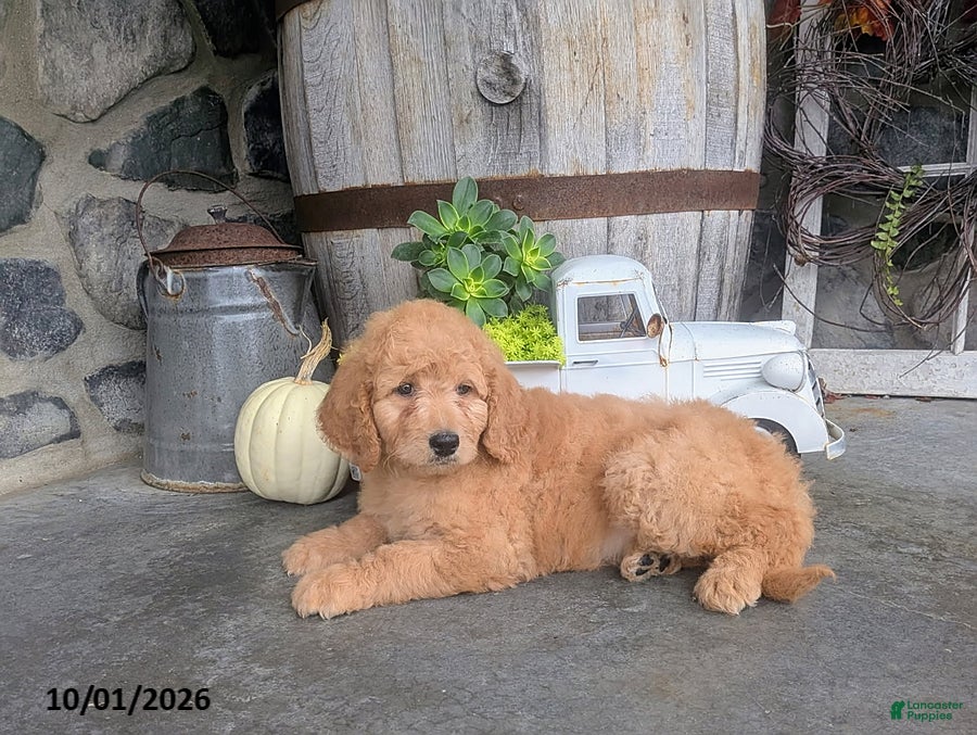 Goldendoodle dogs Amy - Ad 2