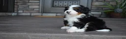 Mini Bernedoodle dogs for sale: Cuddles - Ad 7