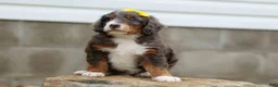 Mini Bernedoodle dogs for sale: Jasper 🐾 🦴 - Ad 5