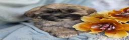 Shihpoo dogs for sale: Toffee - Ad 11
