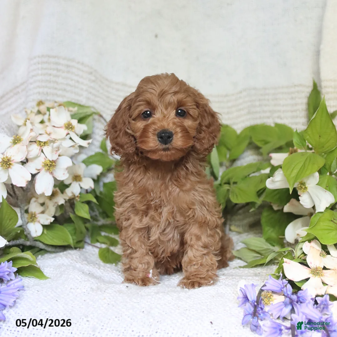 Cockapoo dogs for sale: Jaden - Ad 1