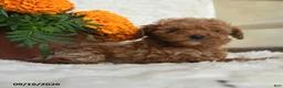 Miniature Poodle dogs for sale: Norman - Ad 4