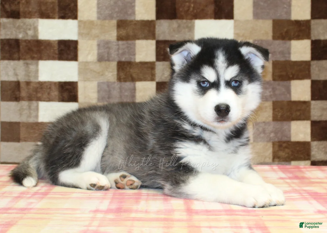 Pomsky dogs for sale: Irvin - Ad 2
