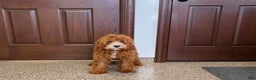 Cavapoo dogs for sale: Danny F1 - Ad 9