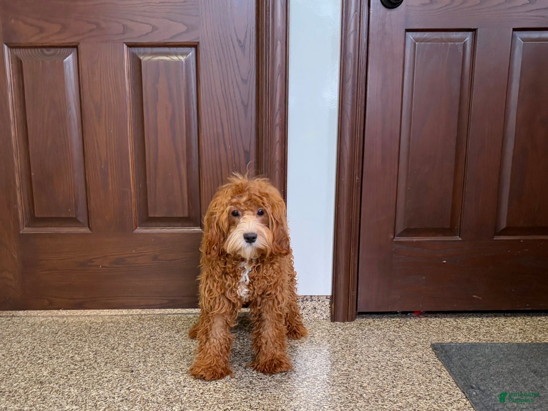 Cavapoo dogs for sale: Danny F1 - Ad 9